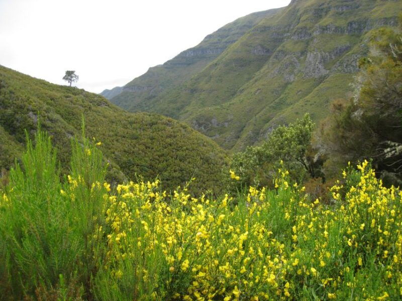 madeira-guided-full-day-rabacal-walk