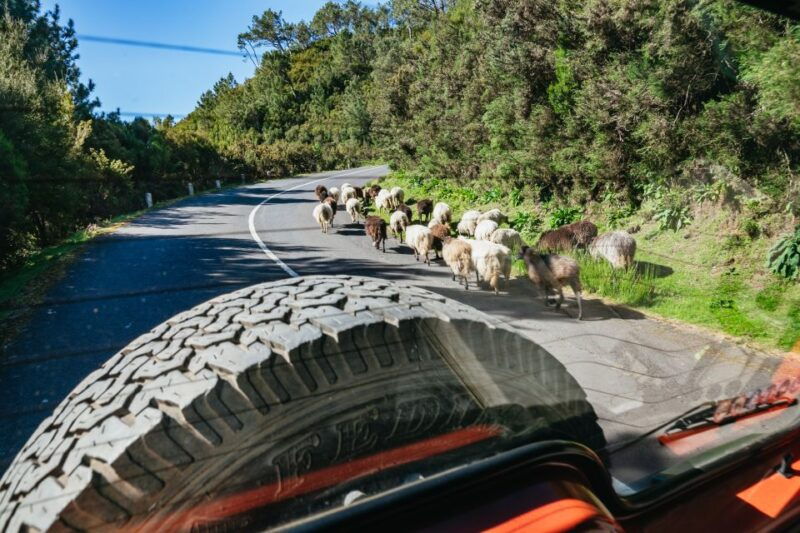 madeira-half-day-pico-arieiro-jeep-tour