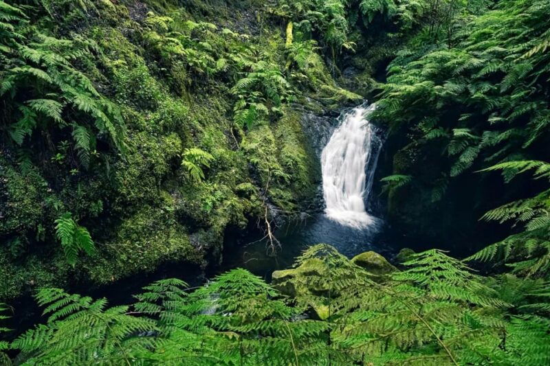 madeira-island-walk-hidden-corners-kings-levada