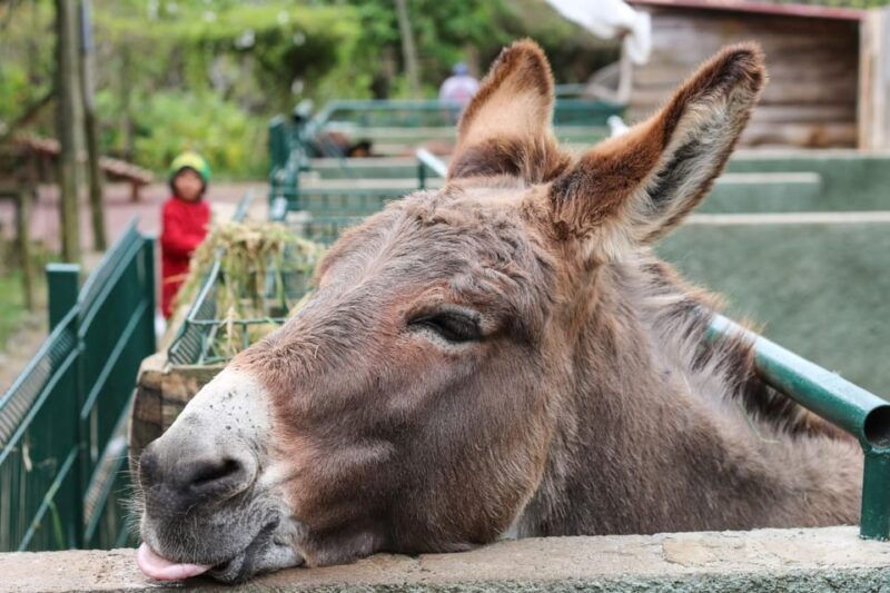 madeira-late-southwest-tour-with-beach-time
