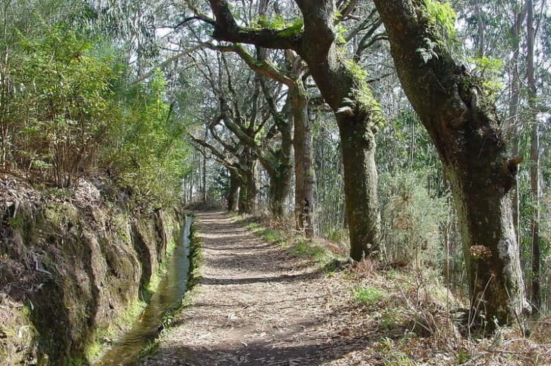 Madeira: Levada Paradise Valley Scenic Walk - Key Points
