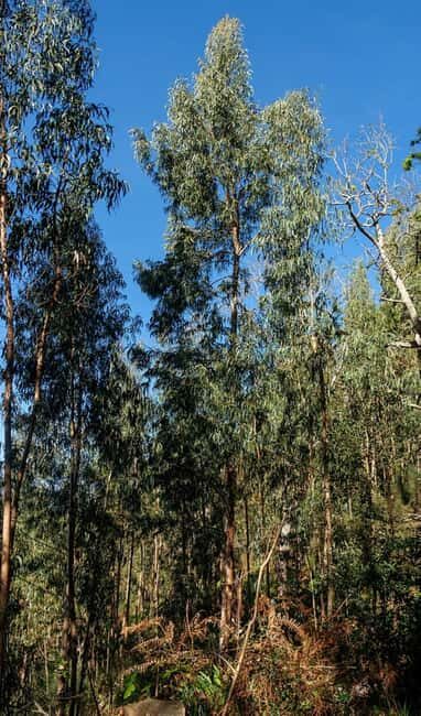Madeira: Levada Paradise Valley Scenic Walk - Exploring Madeira’s Scenic Walk: A Closer Look