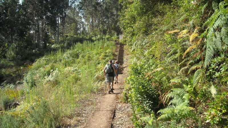 Madeira: Levada Referta  Castelejo Guided Walk - Discovering the Heart of Madeira on the Levada Referta Castelejo Guided Walk