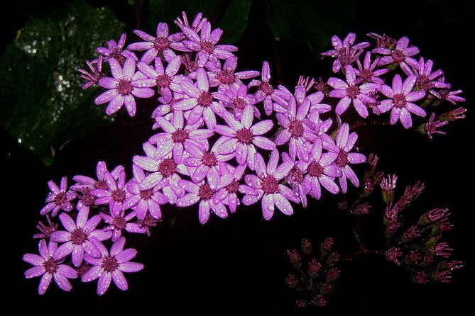 madeira-levada-walk-rabacal-lakes-and-fountains