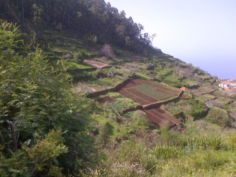 madeira-levado-do-norte-2-hour-hiking-tour