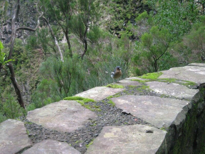 madeira-mountain-walk-with-lagoon-and-waterfalls