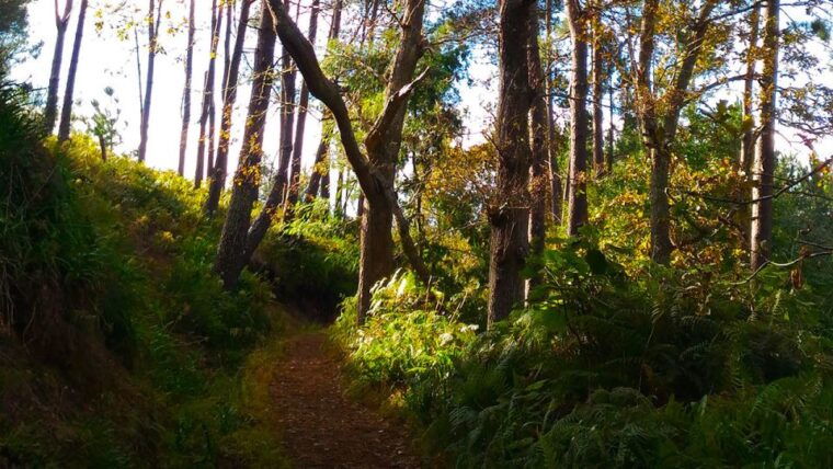 madeira-paradise-valley-levada-walk