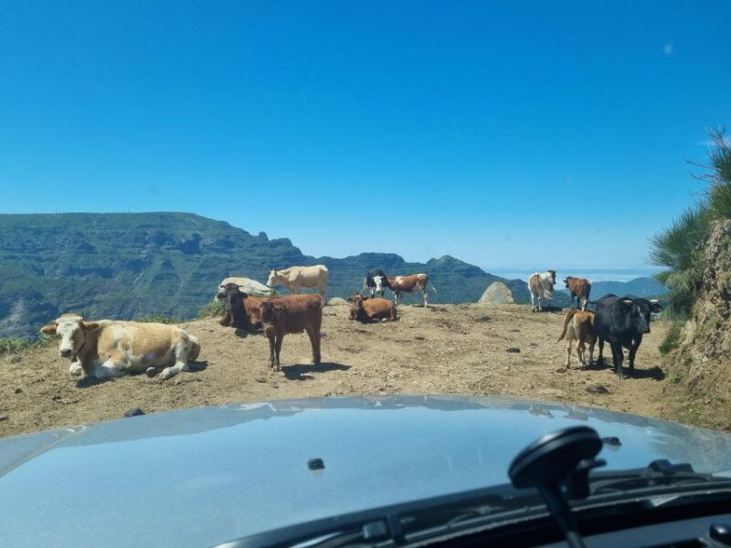 madeira-picturesque-peaks-and-skywalk-private-4x4-jeep-tour