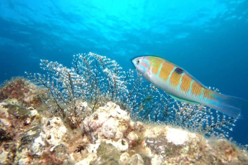 Madeira: Ponta de São Lourenço Shore Dive (certified divers) - What to Expect During Your Dive