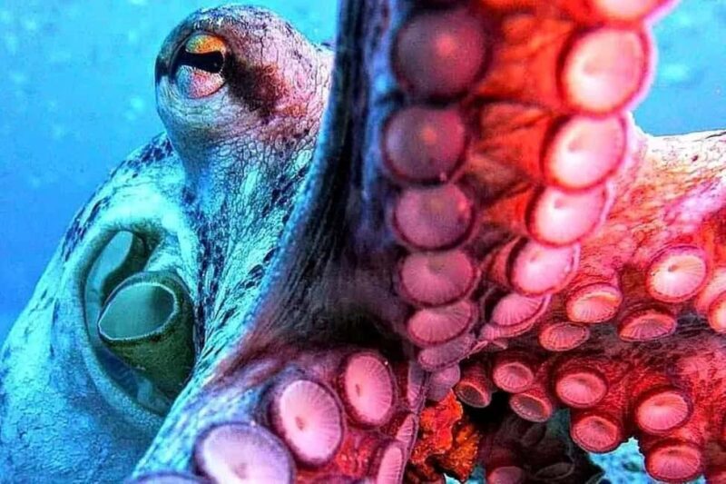 Madeira: Ponta de São Lourenço Shore Dive (certified divers) - The Experience Provider