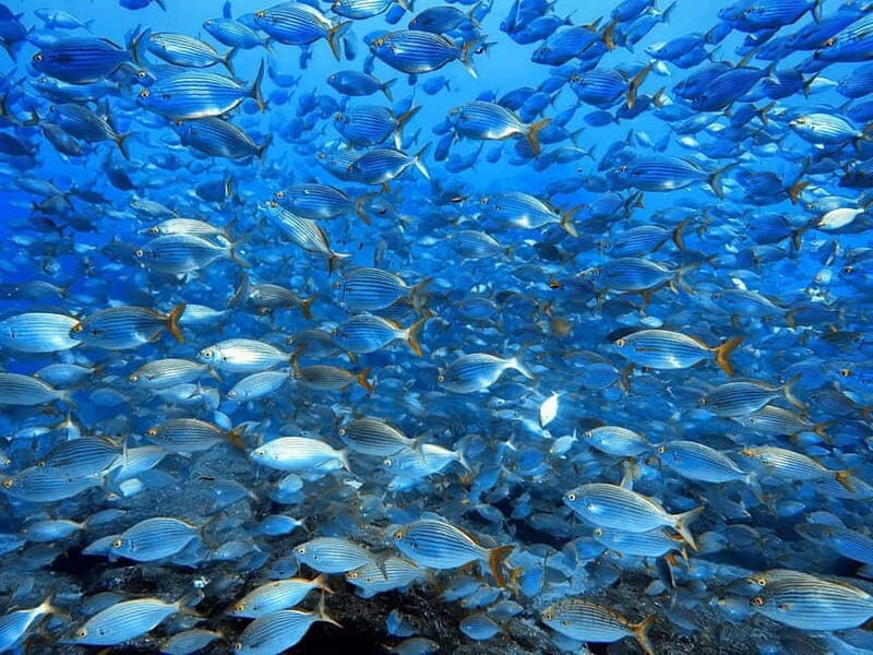 Madeira: Ponta de São Lourenço Snorkeling Boat trip - The Sum Up