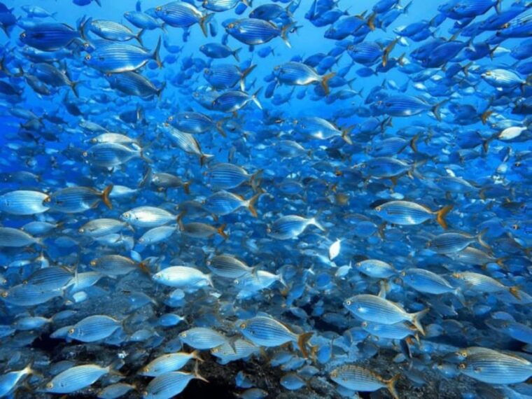 madeira-ponta-sao-lourenco-scuba-diving-for-beginners