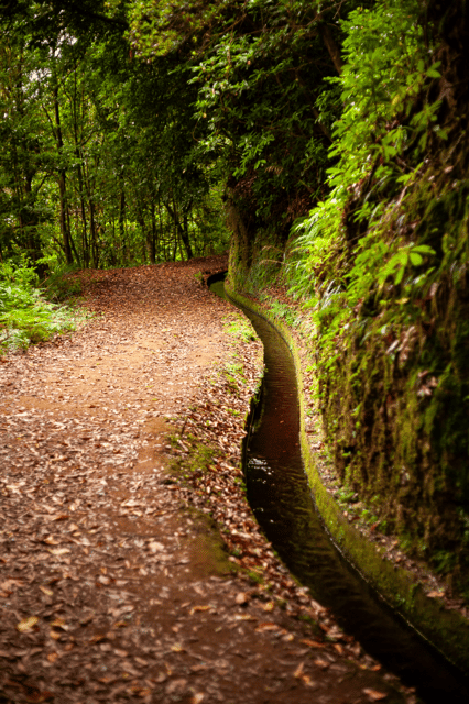 madeira-pr-18-levada-do-rei-hike-transfer