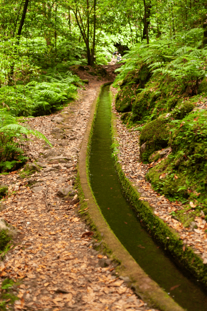 madeira-pr-18-levada-do-rei-hike-transfer