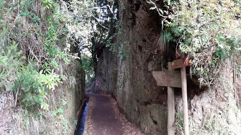 Madeira: Private 1.5-Kilometer Levada dos Balcões Hike PR11 - The Hike Begins: Walking Through Laurisilva Forest
