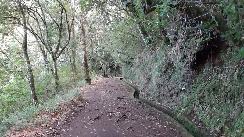 Madeira: Private 1.5-Kilometer Levada dos Balcões Hike PR11 - Birdwatching and Wildlife