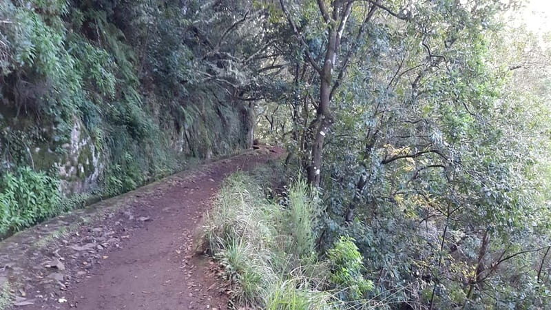 Madeira: Private 1.5-Kilometer Levada dos Balcões Hike PR11 - The Experience with Pearl of the Atlantic