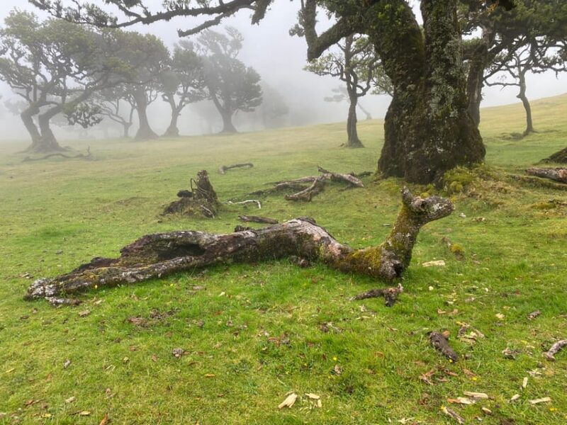 madeira-private-4x4-tour-north-west-coast