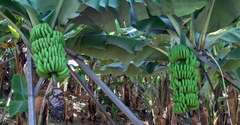 madeira-private-banana-farm-tour-with-pickup