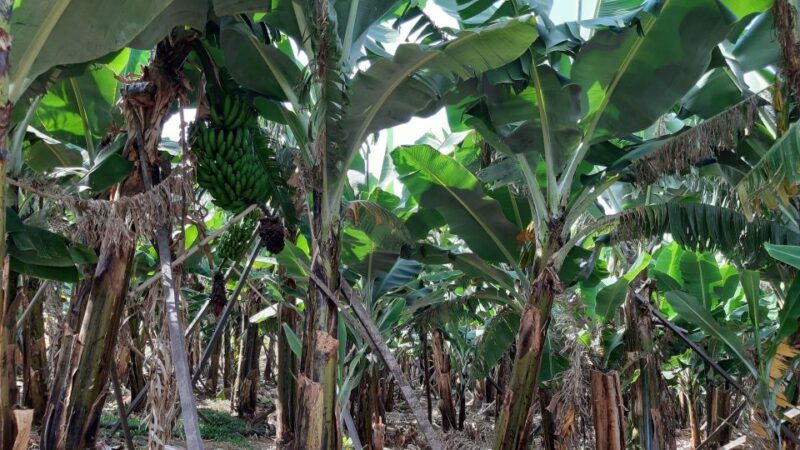 madeira-private-banana-farm-tour-with-pickup