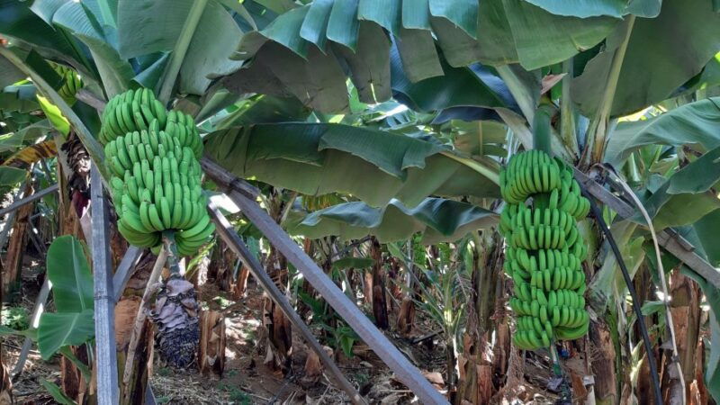madeira-private-banana-farm-tour-with-pickup