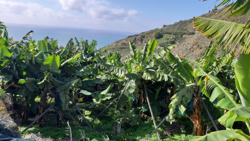 madeira-private-banana-farm-tour-with-pickup
