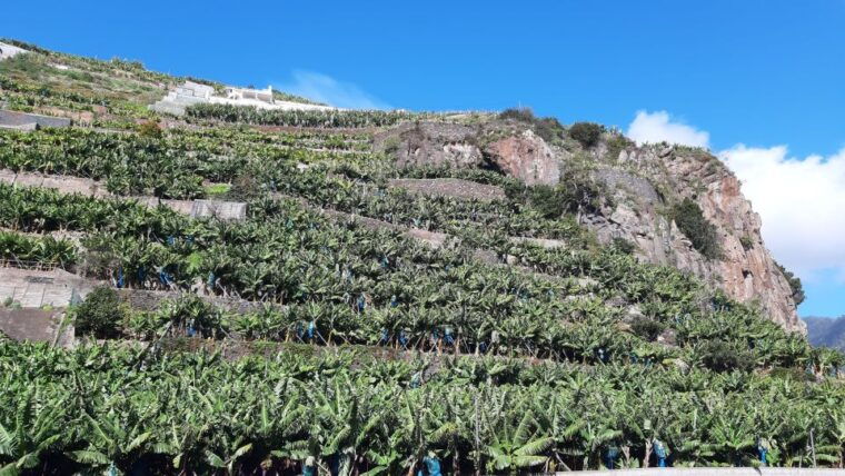 madeira-private-banana-farm-tour-with-pickup