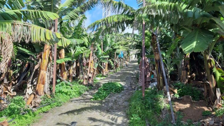 madeira-private-banana-farm-tour-with-pickup