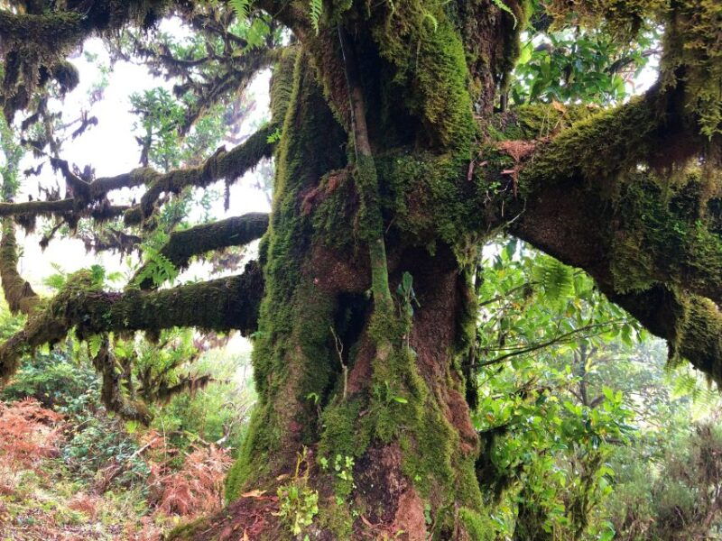 madeira-private-guided-vereda-do-fanal-walk-pr13