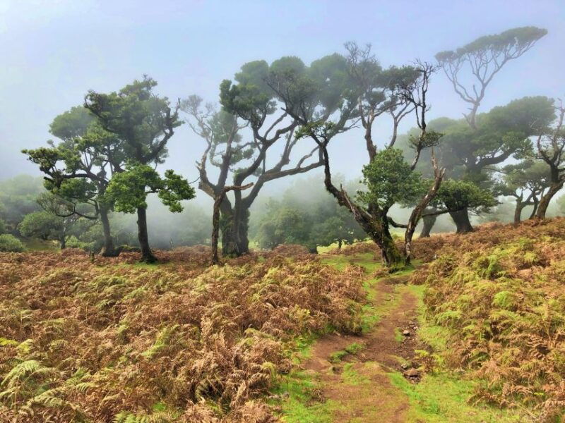 madeira-private-guided-vereda-do-fanal-walk-pr13