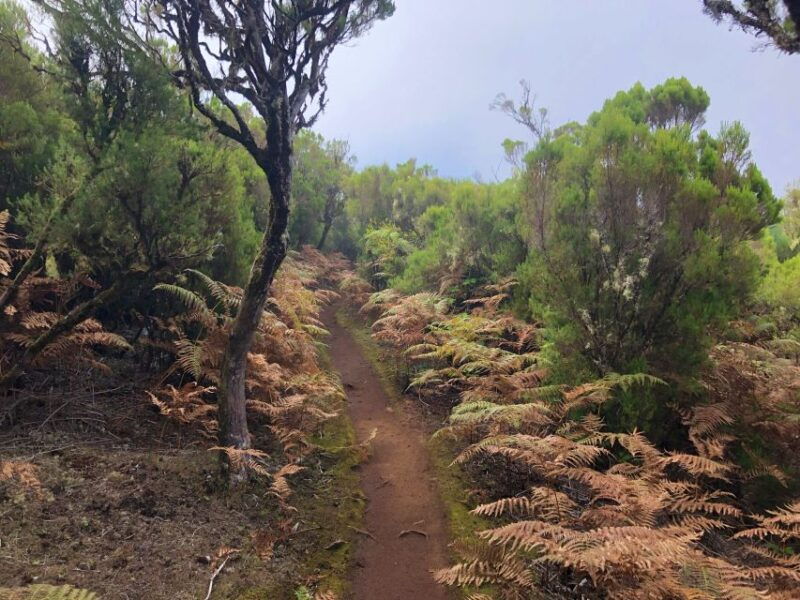 madeira-private-guided-vereda-do-fanal-walk-pr13