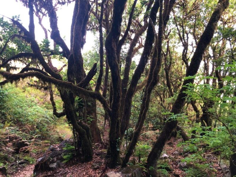 madeira-private-guided-vereda-do-fanal-walk-pr13