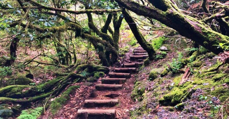 madeira-private-guided-vereda-do-fanal-walk-pr13