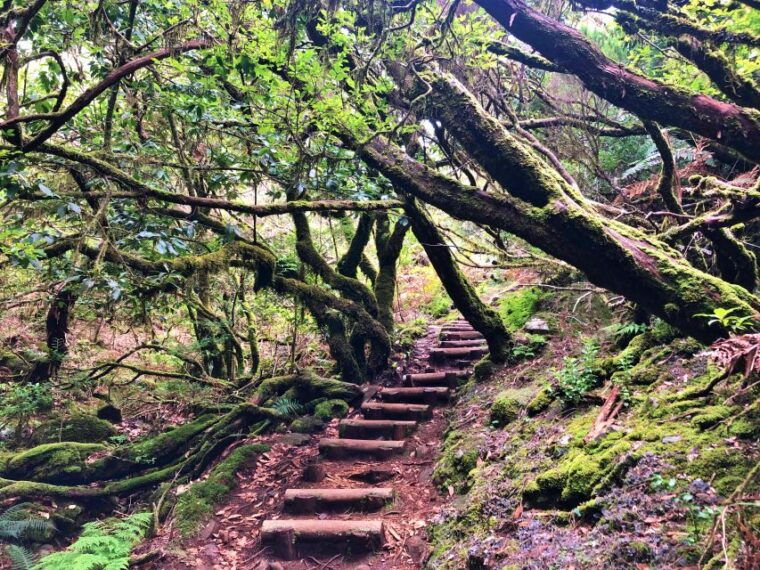 madeira-private-guided-vereda-do-fanal-walk-pr13