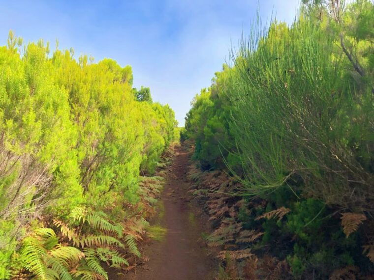 madeira-private-guided-vereda-do-fanal-walk-pr13