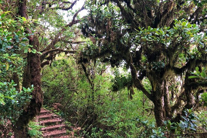 madeira-private-guided-walk-vereda-fanal-pr13