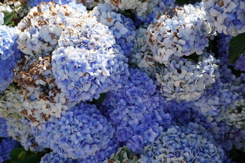 madeira-private-premium-eco-friendly-tour-in-electric-car