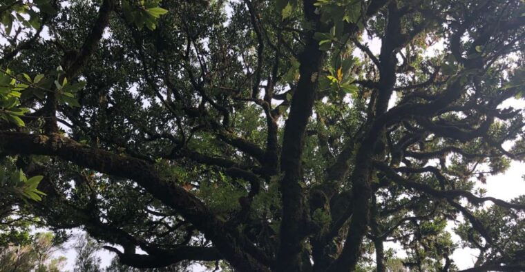 madeira-private-tour-of-fanal-forest