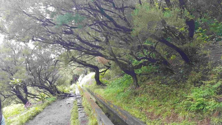madeira-private-walking-tour-of-levada-das-25-fontes-pr6