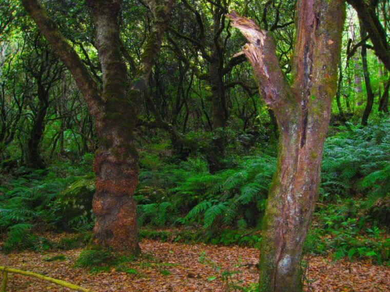madeira-queimadas-caldeirao-verde-and-levada-walk