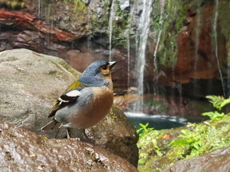 madeira-rabacal-valley-and-the-25-fountains-hike