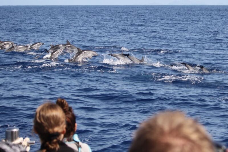 Madeira: Responsible Whales and/or Dolphins Watching Tour - Key Points