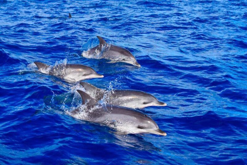 Madeira: Responsible Whales and/or Dolphins Watching Tour - The Experience in Detail