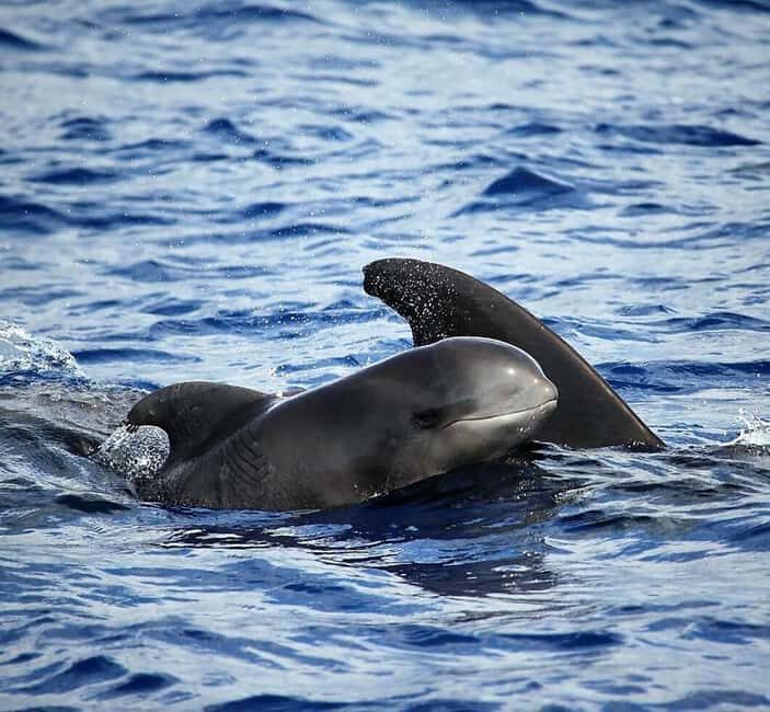Madeira: Responsible Whales and/or Dolphins Watching Tour - Who Is This Tour Best For?