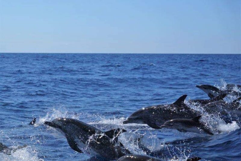 Madeira: Responsible Whales and/or Dolphins Watching Tour - Final Thoughts