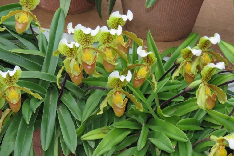 madeira-santo-de-serra-local-farmers-market-half-day-trip