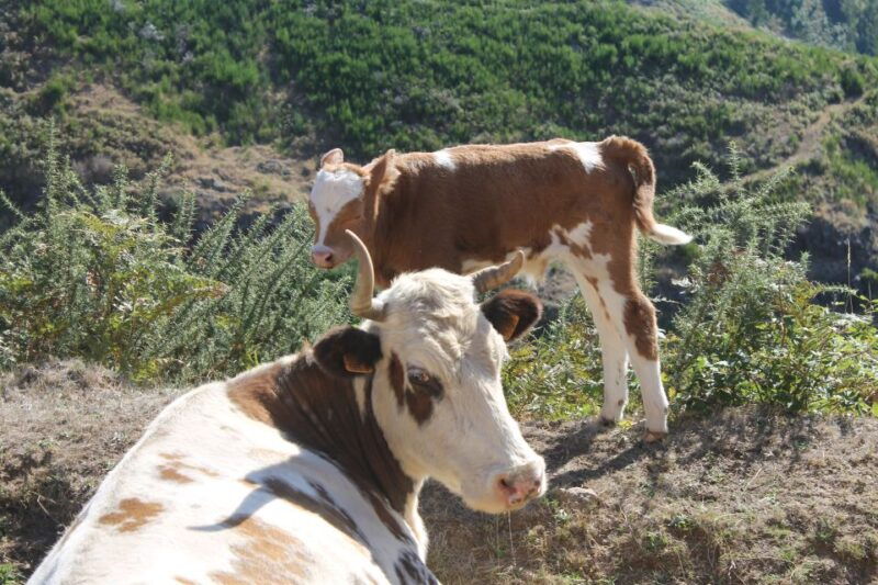 madeira-southwest-coast-run-anjos-waterfall-4x4-tour