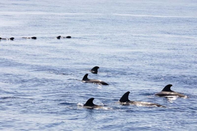 Madeira: Sunset Cruise With a Swim and Drink - Authentic Insights from Reviews