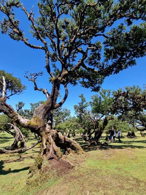 Madeira: Surreal West Experience - Mystical Fanal Forest and Panoramic Views
