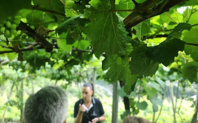 Madeira: Vineyard Tour w/ Wine Tasting & Skywalk - Practical Details and What You Need to Know